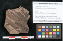 Foto (Objekt + Etikett) von Podozamites malvernicus Ettingshausen (NHMW-GEO-2024-0188-10329)